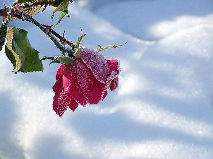 【雪绒花摄影图片】公园生态摄影