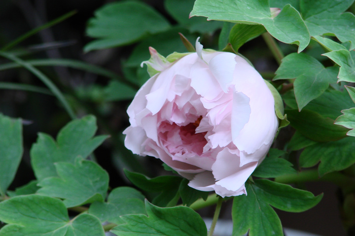 仲春时节