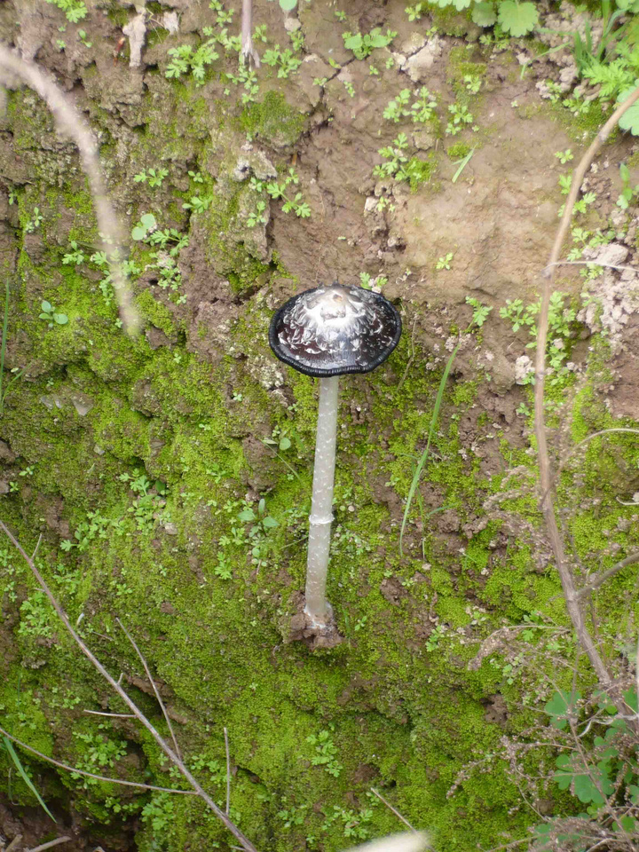 【有毒的蘑菇摄影图片】武汉市生态摄影