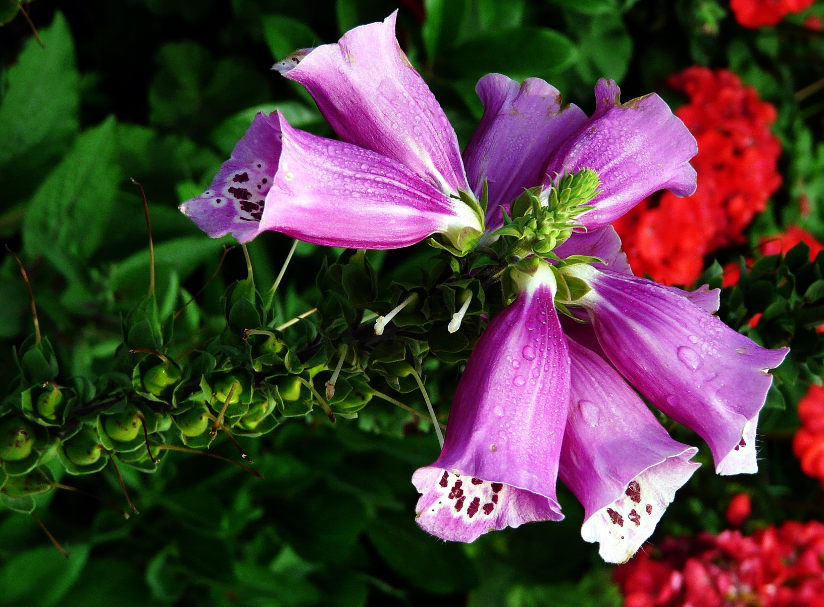 春天百花齐放—桃花樱花梨花格桑花_1920X1080_高清视频素材下载(编号:5545162)_实拍视频_光厂(VJ师网) www.vjshi.com