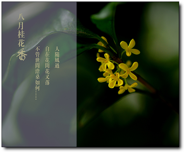 八月桂花香