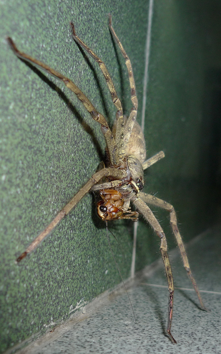 【蜘蛛吃蟑螂摄影图片】惠州生态摄影