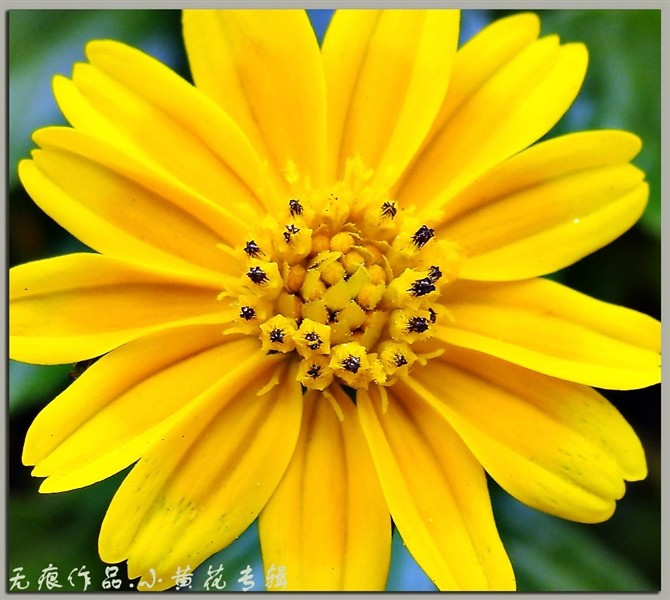 小黄花