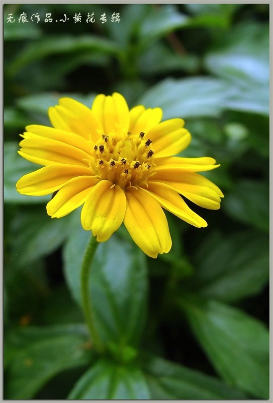 小黄花