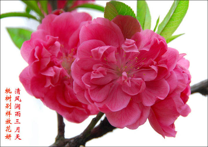 静物小品--桃花盛开的季节