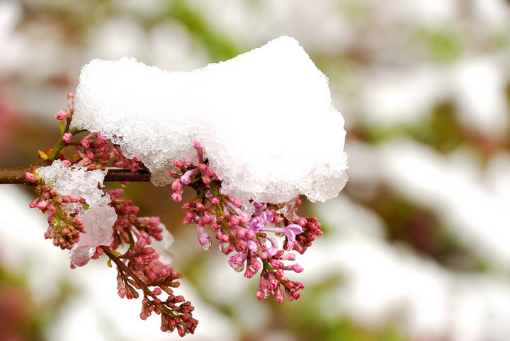 雪中花