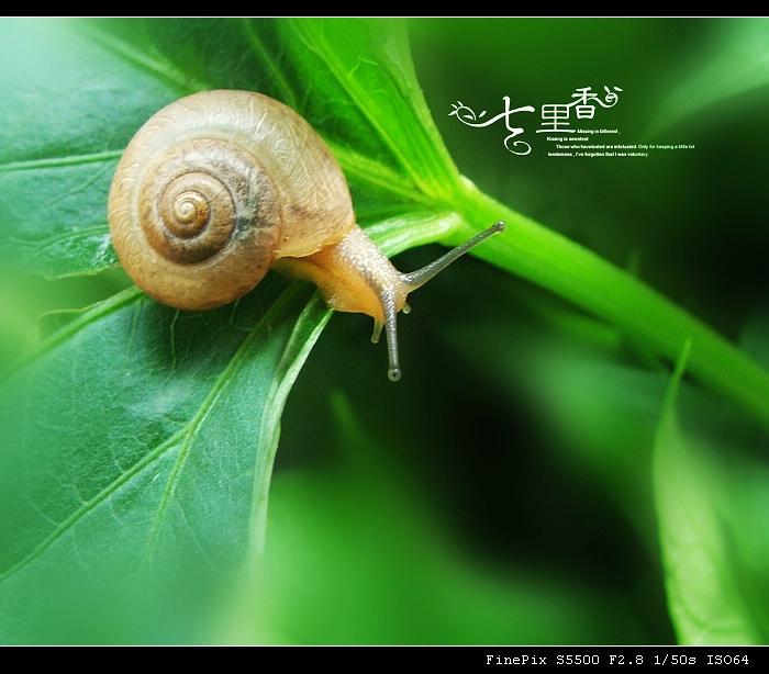 【懂得享受人生的小蜗牛摄影图片】家里窗台生