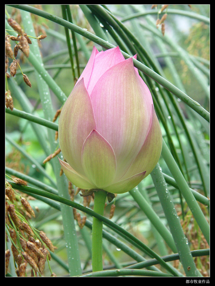 【凌波仙子荷花之二摄影图片】上海莘庄公园生