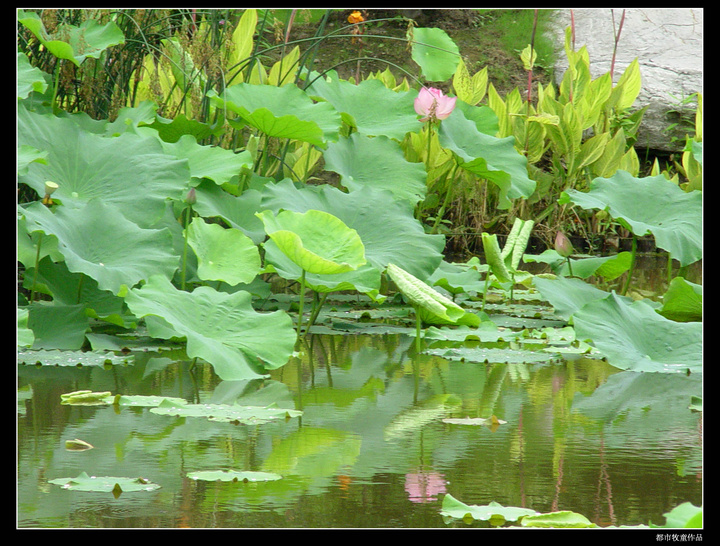 【凌波仙子荷花之二摄影图片】上海莘庄公园生