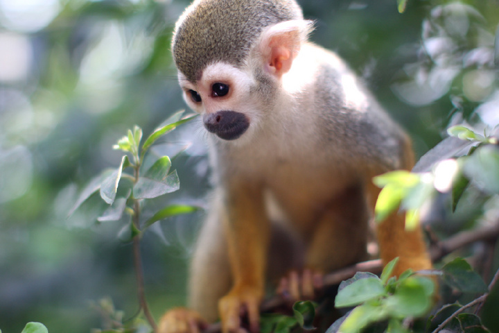 【重庆野生动物园摄影图片】重庆永川生态摄影