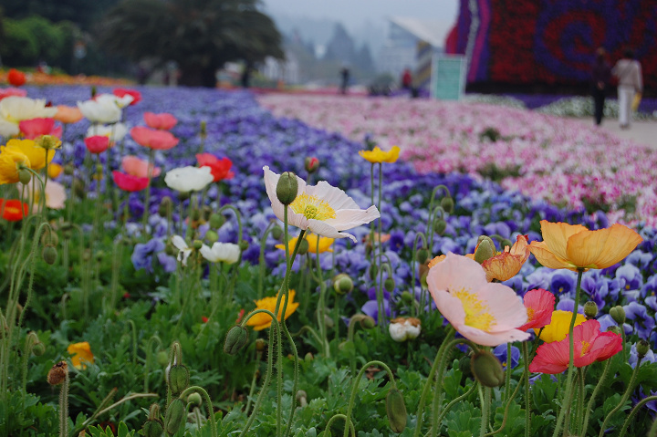 昆明世博园花花世界