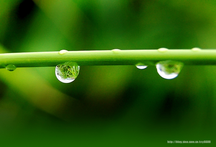 【雨的印记(水珠)摄影图片】海南琼海生态摄影