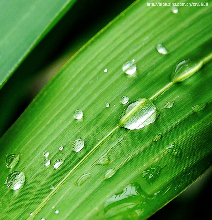 【雨的印记(水珠)摄影图片】海南琼海生态摄影