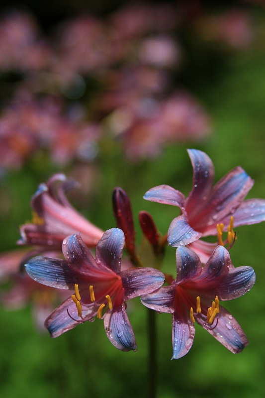 石蒜花,彼岸花