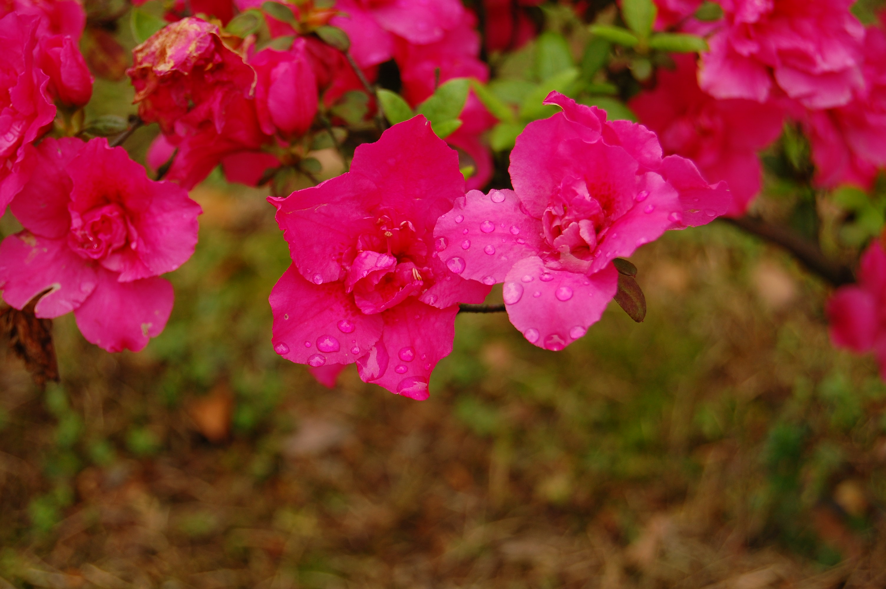 小花和小草