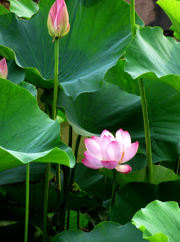 又见荷花