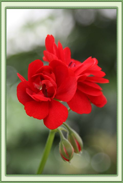 花团锦簇又一春(2)