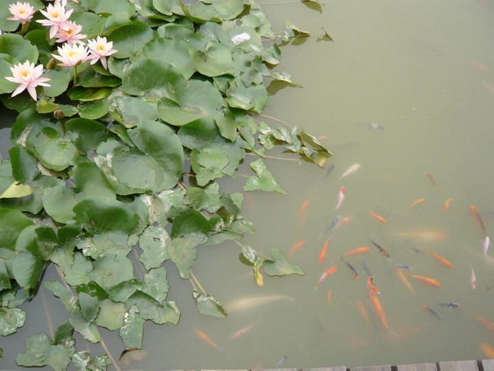 【荷花与金鱼摄影图片】广州花都生态摄影