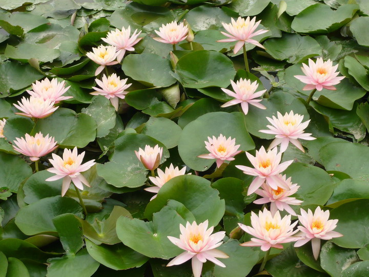 荷花与金鱼