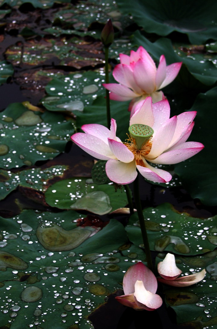 雨荷(1)