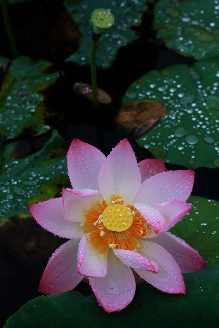 雨荷(1)