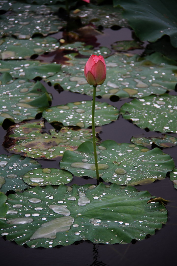 雨荷(1)