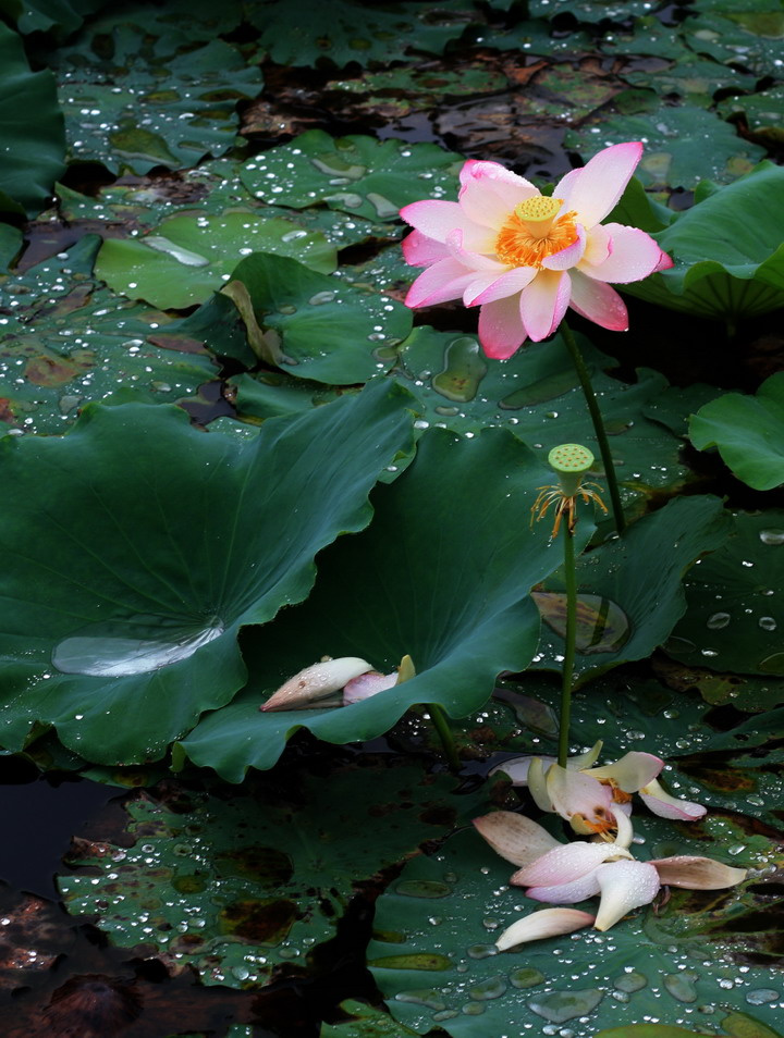 雨荷(1)