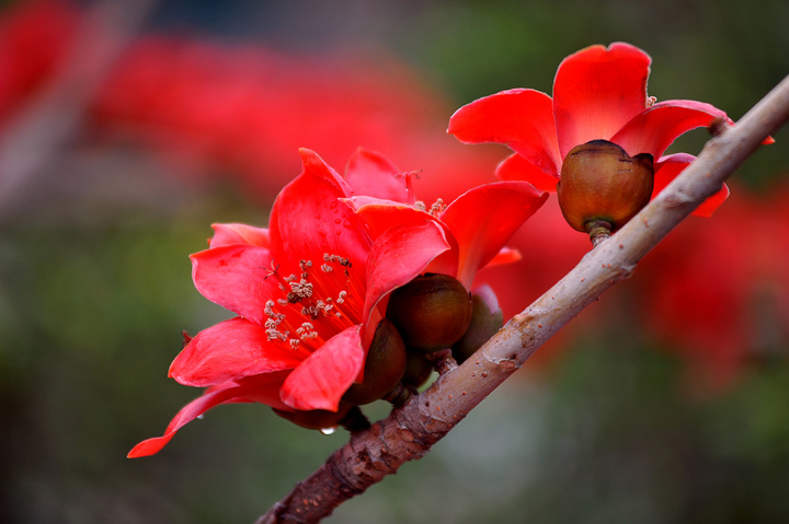 木棉花