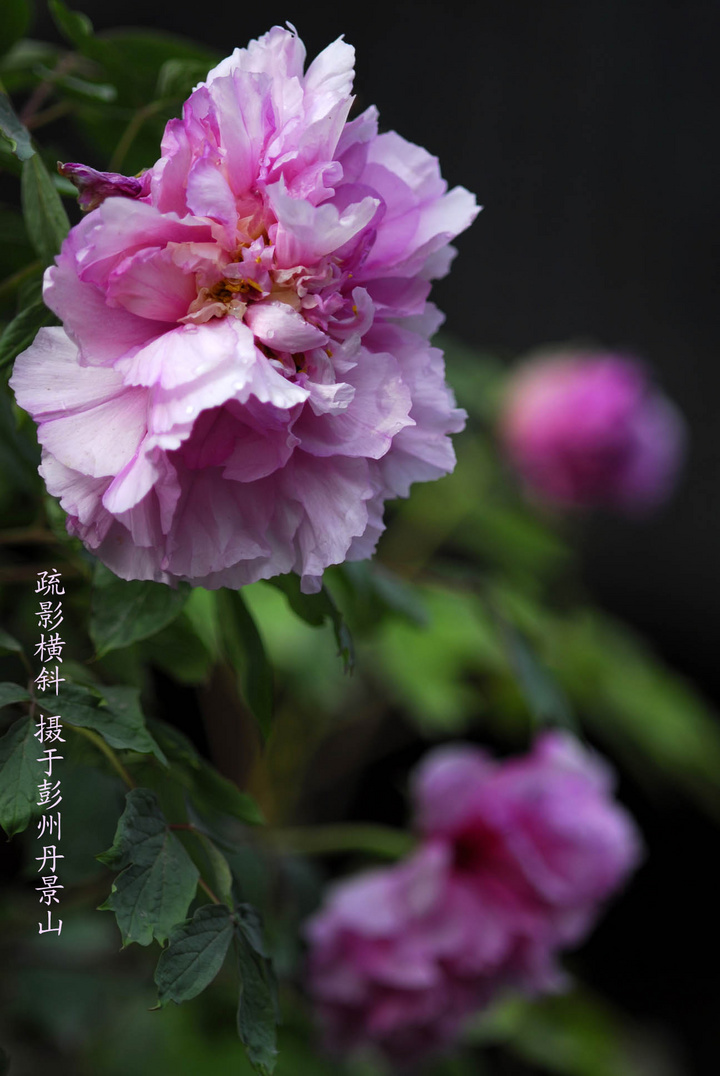 【牡丹花小品摄影图片】四川彭州县丹景山其他摄影