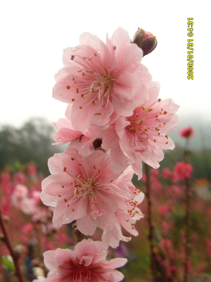 桃花运!