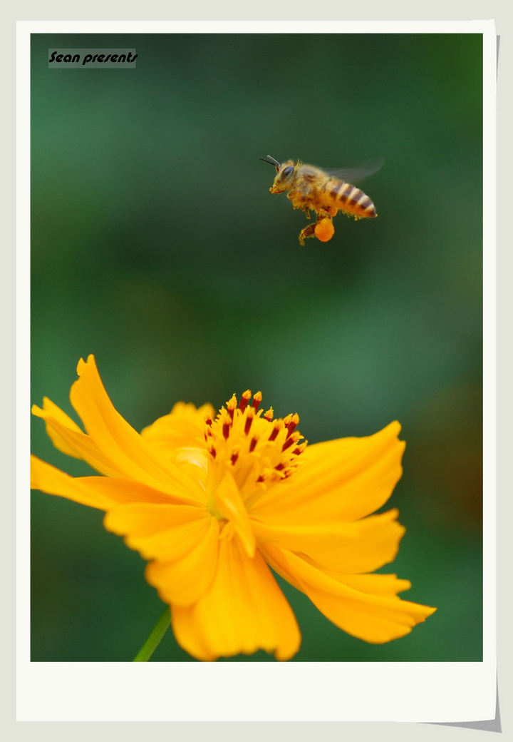 【要学蜜蜂采蜜忙摄影图片】重庆花卉园生态摄