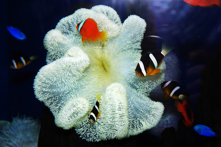 【海洋生物摄影图片】大连海洋馆生态摄影_太平洋电脑