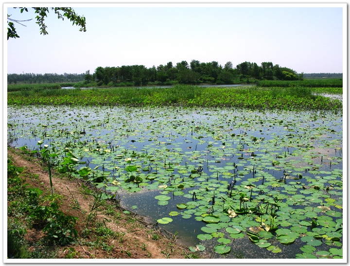 汉石桥湿地公园.