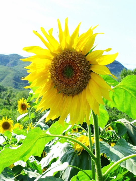 八月初探古韵葵沟·太阳花谷.