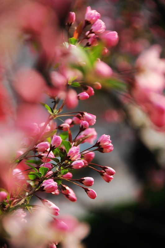 艳美高雅海棠花 (共p)