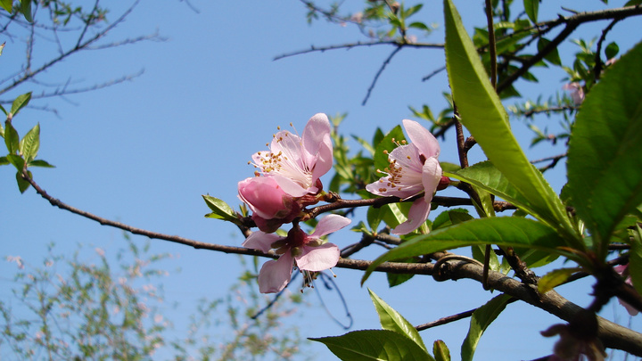 【桃花林摄影图片】桃花林生态摄影_寻找.感动.依然.