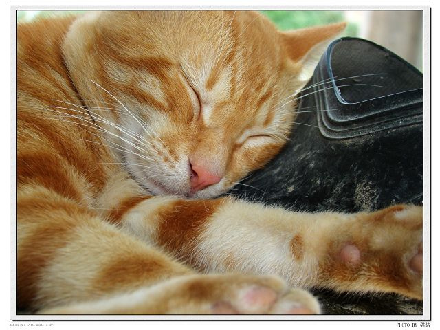 猫猫.睡.醒