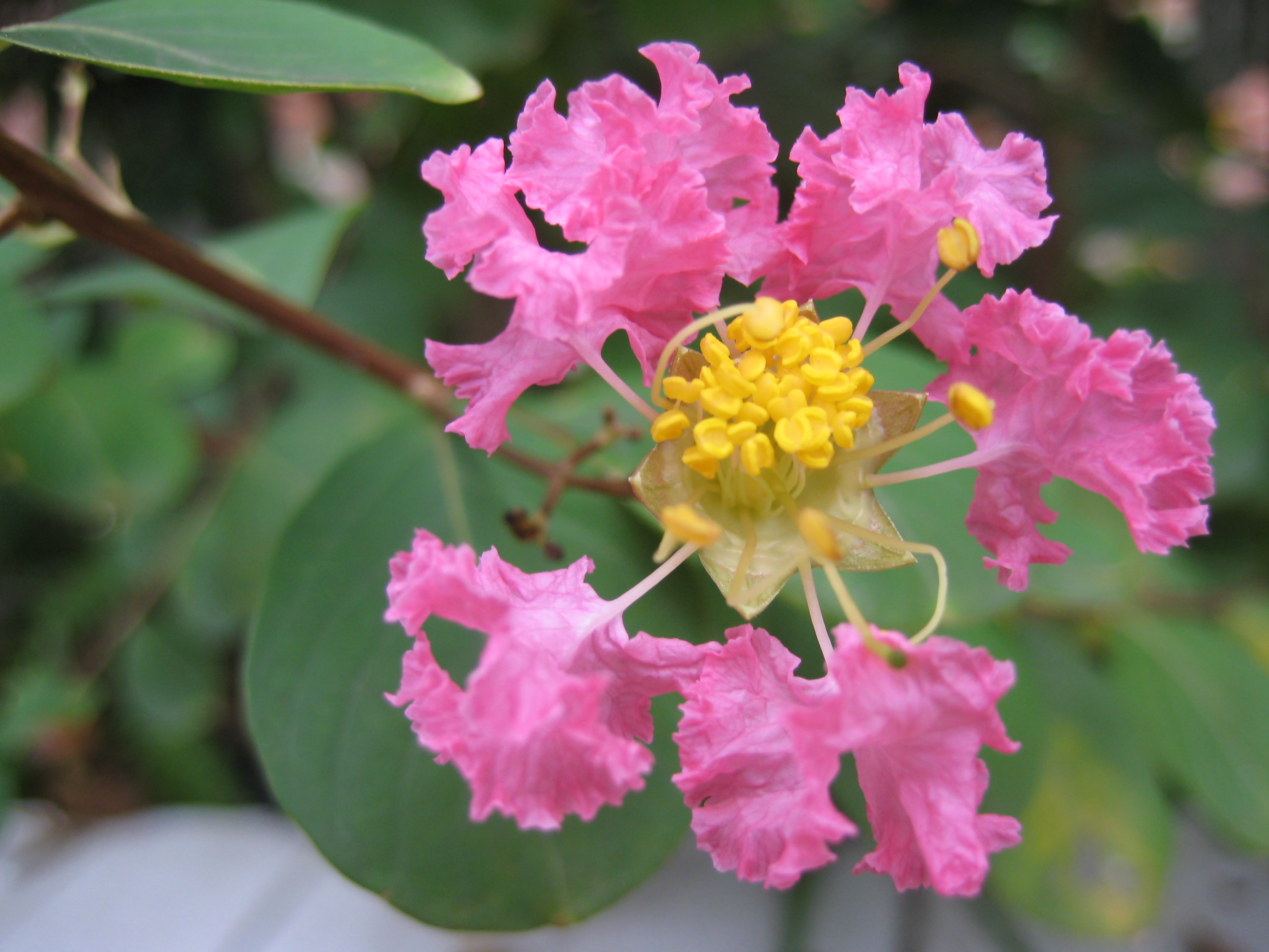 花.果微距拍