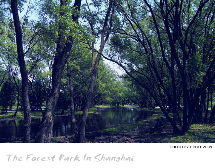 the forest park (共p)