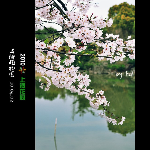樱花烂漫四月天