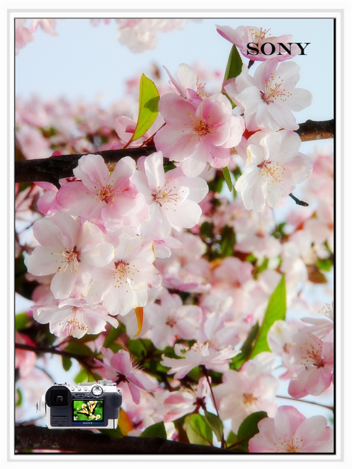 【2009年清明节江苏省太仓市浮桥镇同觉寺公