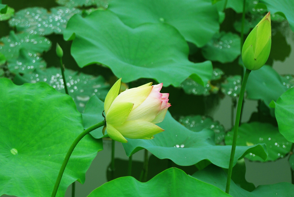 【夏日荷花摄影图片】重庆花卉园生态摄影