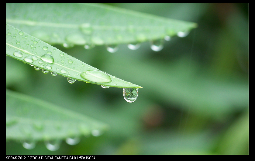 雨中叶