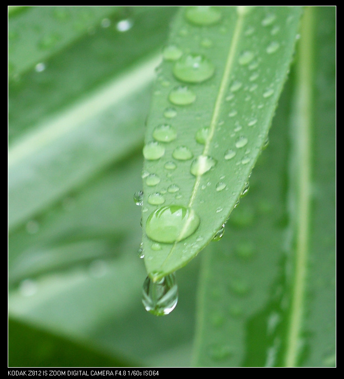 雨中叶
