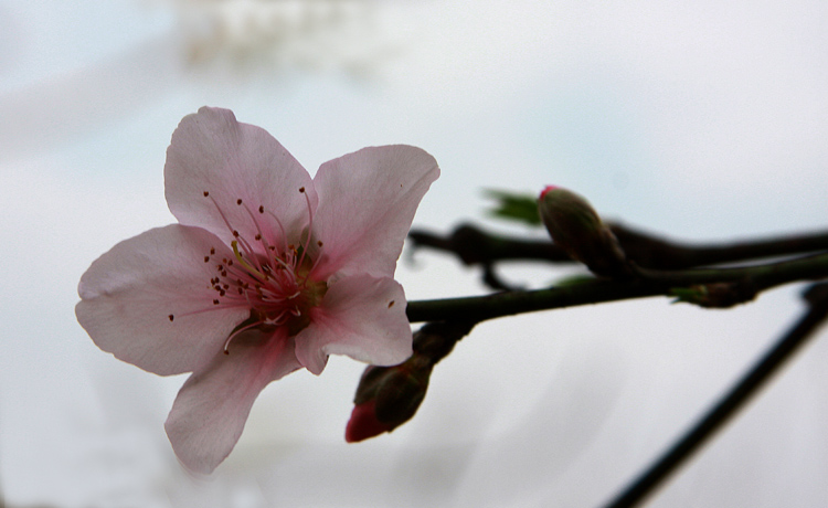 樱花与桃花