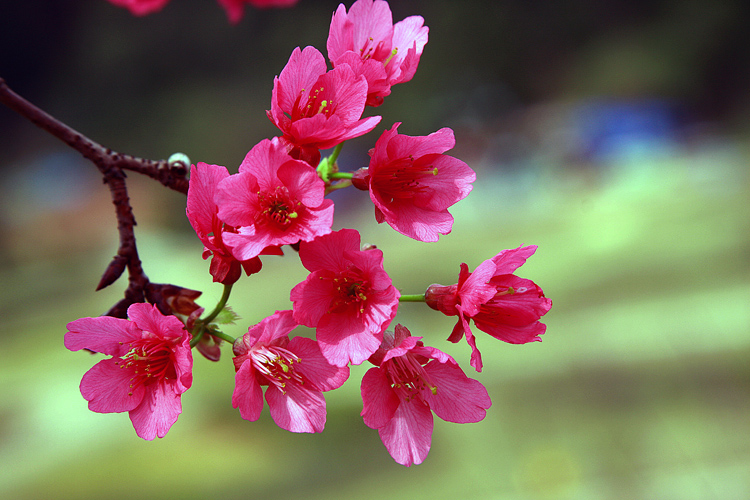 樱花与桃花