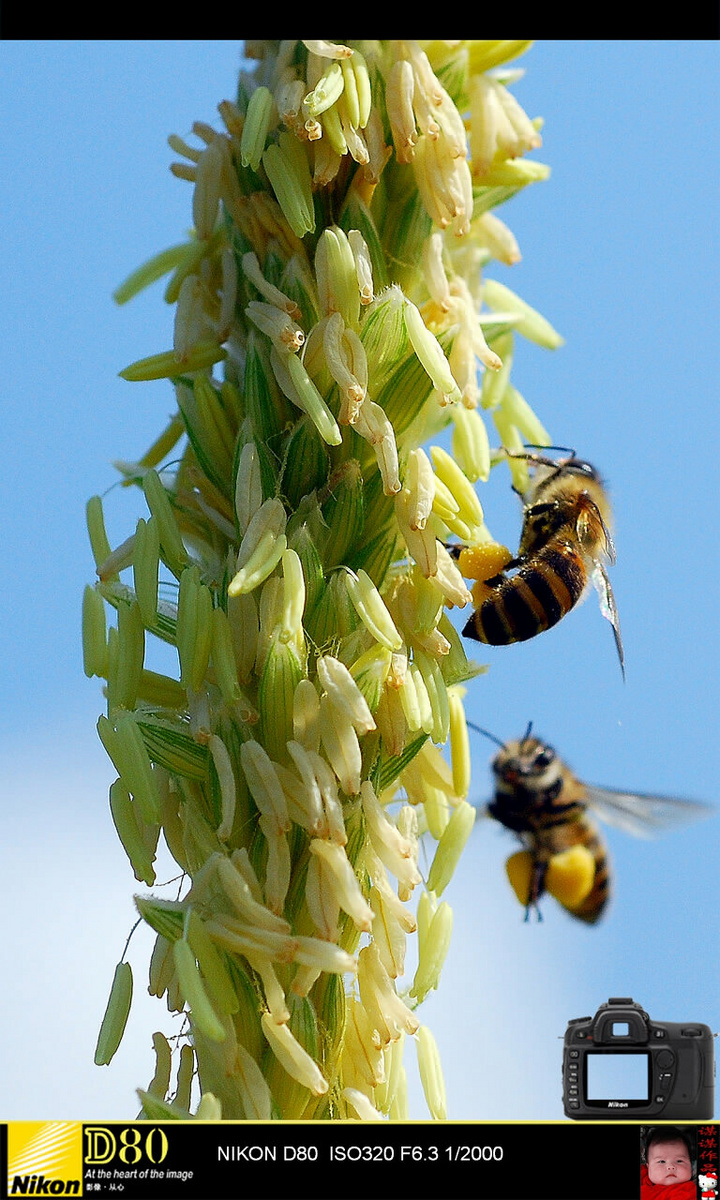 【蜜蜂和玉米穗摄影图片】天楼顶上的玉米地里