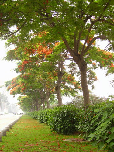凤凰花开的槟榔路(厦门)摄影图片】厦门槟榔路