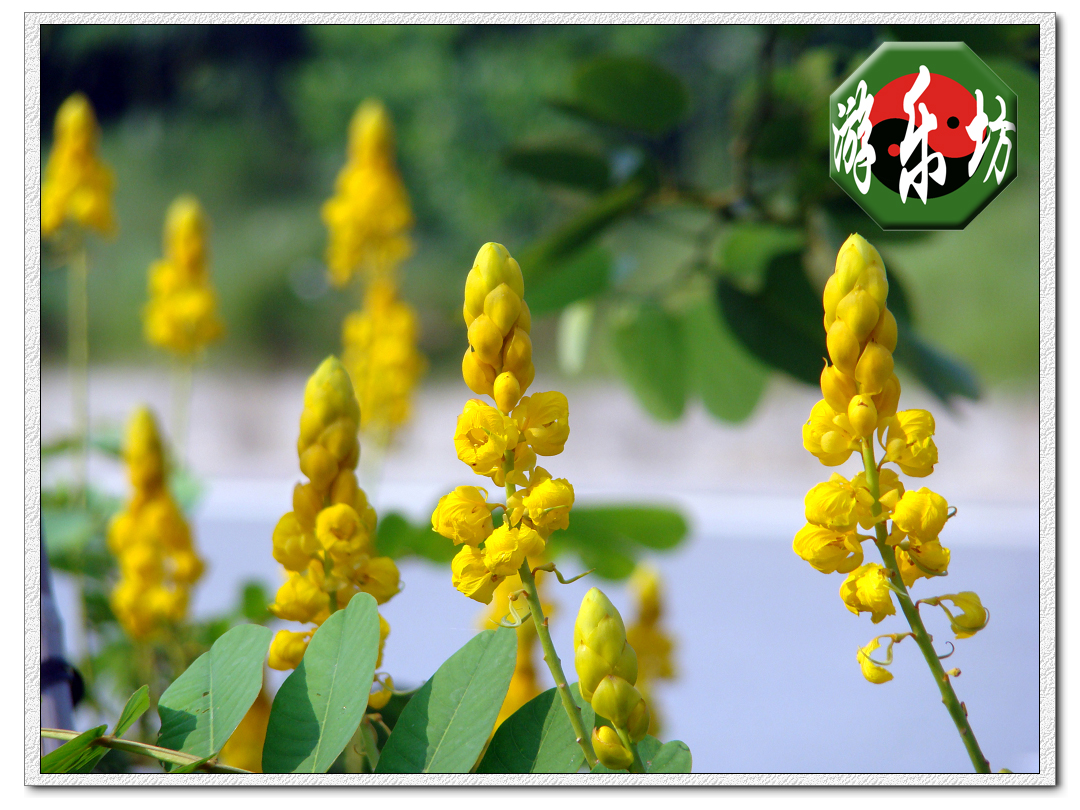 黄花决明