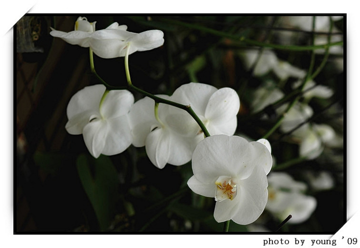 【花仙子摄影图片】北海金品兰花园生态摄影